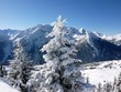 Weihnachtsbaum in den Alpen Weihnachtsbaum in den Alpen