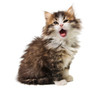 Photo: yawning kitten yawning kitten