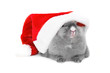 Foto: Bunny in the red santa claus hat Bunny in the red santa claus hat