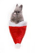 Foto: Bunny in the red santa claus hat Bunny in the red santa claus hat