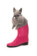 Foto: Bunny in the pink boot Bunny in the pink boot
