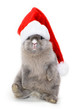Foto: Bunny in the red santa claus hat Bunny in the red santa claus hat