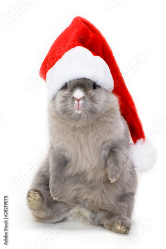 Foto: Bunny in the red santa claus hat Bunny in the red santa claus hat