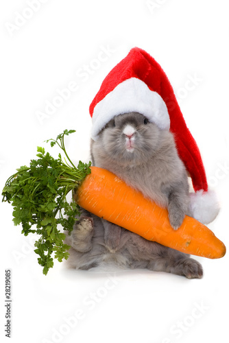 Foto: Bunny in the red santa claus hat with carrot Bunny in the red santa claus hat with carrot