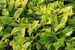 Fresh Tea Leaves -  Malaysia