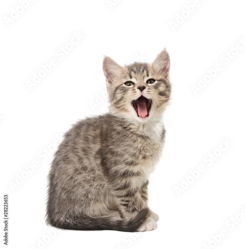 Photo: yawning kitten yawning kitten