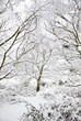 Beautiful winter scene of snow covered trees