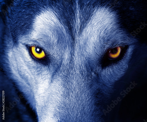 Photo: beautiful eyes of a wild wolf. beautiful eyes of a wild wolf.