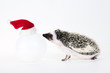 christmas hedgehog