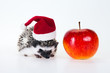 christmas hedgehog