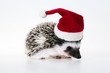 christmas hedgehog