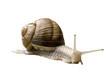escargot