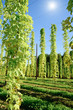 Growing Hop with Sun taken in Upper Austria Growing Hop with Sun taken in Upper Austria