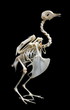 Isolated Rock Pigeon (Columba livia) skeleton