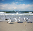 Seagull on the beach