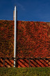 Living wall