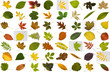 Big collection of leaves isolated on white background Big collection of leaves isolated on white background
