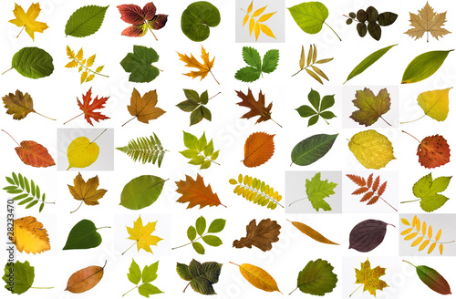 Photo: Big collection of leaves isolated on white background Big collection of leaves isolated on white background