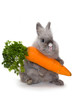Foto: Bunny with a huge carrot Bunny with a huge carrot