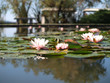 Lake in the park