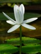 Waterlily flower
