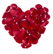 heart shape rose petals flower love valentine day