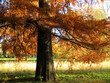 Bald Cypress Tree Bald Cypress Tree