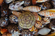 Muscheln