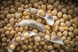 soybean pod