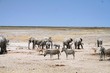 Foto: Tiere am Wasserloch Tiere am Wasserloch