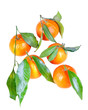 Ripe tangerines on a white background