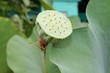 lotus seeds