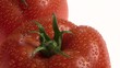 video gocce acqua pomodori