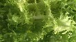 video insalata invidia
