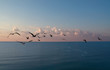 Sunrise sea and cormorants