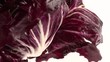 video radicchio rosso