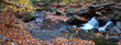 creek foliage panorama