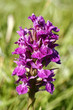 Heath spotted orchid - Dactylorhiza fuchsii
