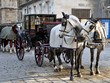 fiaker in wien