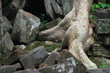 Ta Phrom