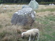 MOUTON ET MENHIR A CARNAC EN BRETAGNE
