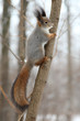 squirrel on the tree stem