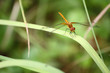 Dragon-fly