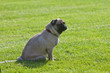 mops