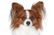 Papillon dog close-up portrait (brown color) Papillon dog close-up portrait (brown color)