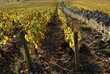 Vignoble de Meursault, en octobre 01