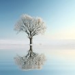 Foto: Winter trees covered with frost on a cloudless morning Winter trees covered with frost on a cloudless morning