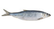 Fresh herring fish isolated on white background