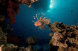Photo: lionfish and ocean. lionfish and ocean.