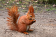 Photo: Red Eurasian squirrel Red Eurasian squirrel